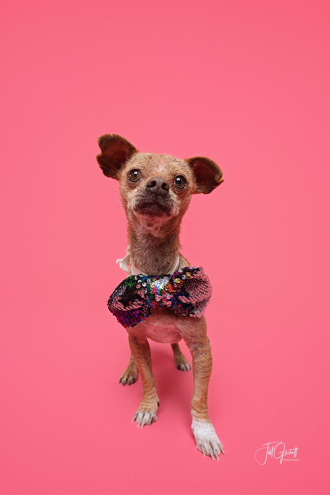 Enlarge Freddy the sweetest snuggler ever, a ADOPTABLE mixed breed in Lockhart, TX image 5/6