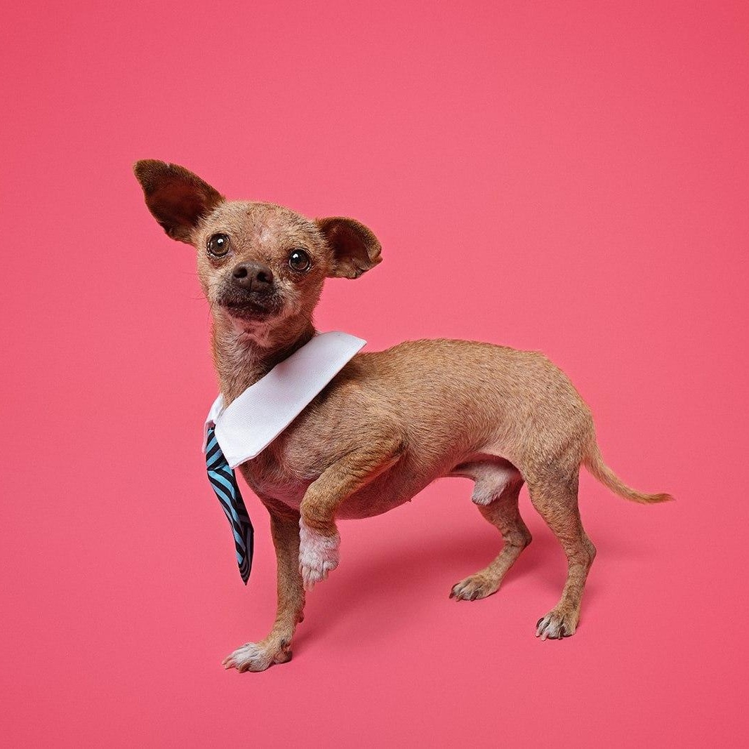 Freddy the sweetest snuggler ever, ADOPTABLE, Adult Male Chihuahua.