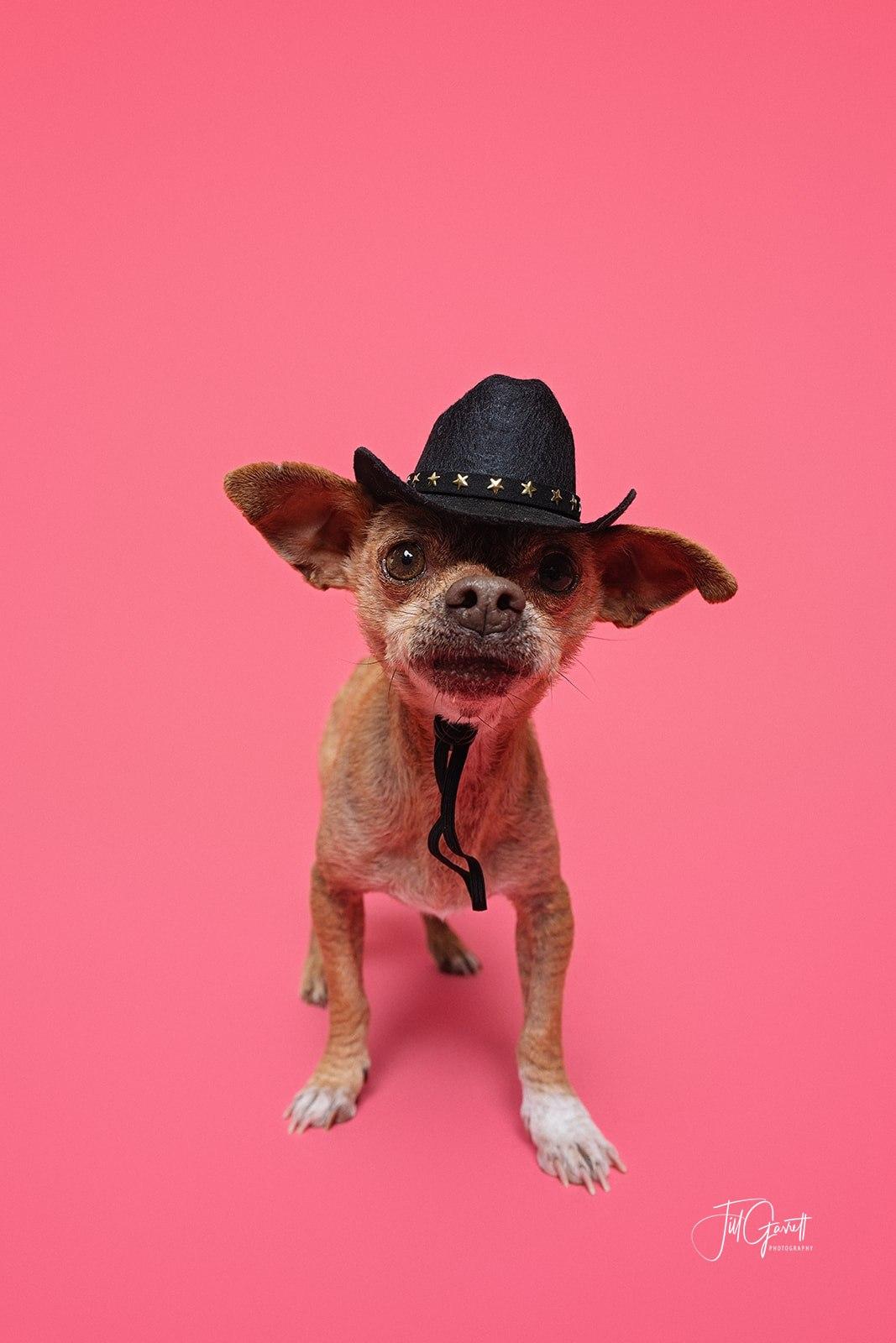 Enlarge Freddy the sweetest snuggler ever, a ADOPTABLE mixed breed in Lockhart, TX image 3/6