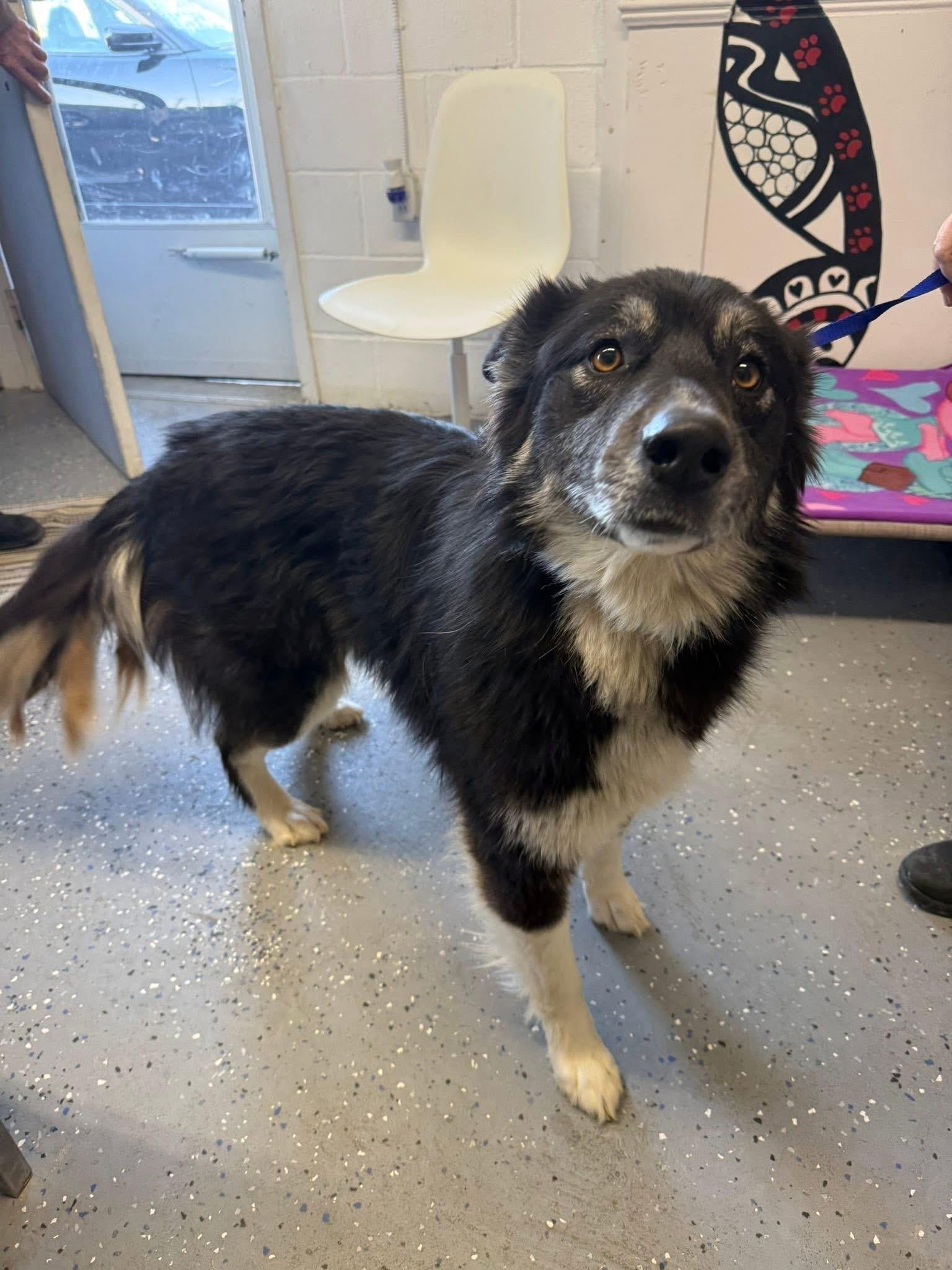 Sadie, ADOPTABLE, Adult Female German Shepherd Dog.