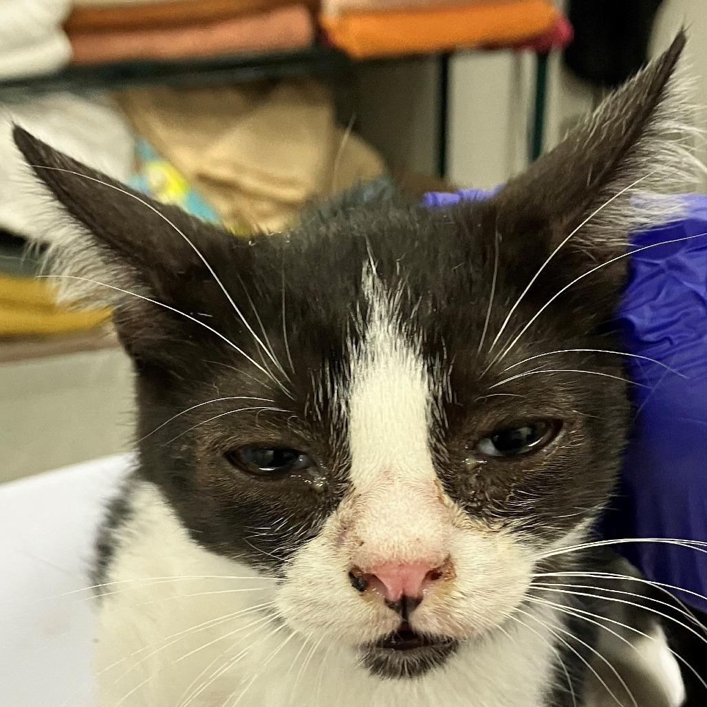 Luke, Adoptable, Kitten Male Domestic Short Hair.