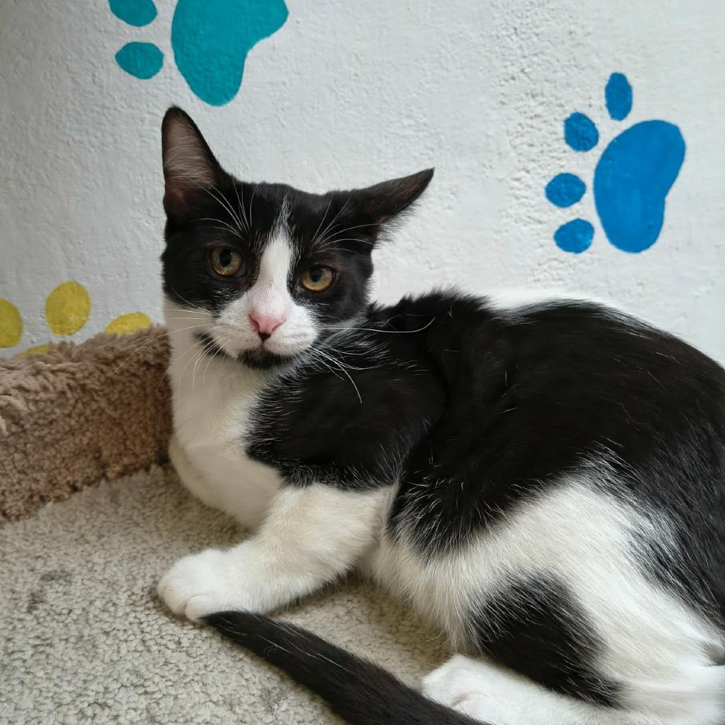 Enlarge Luke, a Adoptable Domestic Short Hair in Las Cruces, NM image 2/5