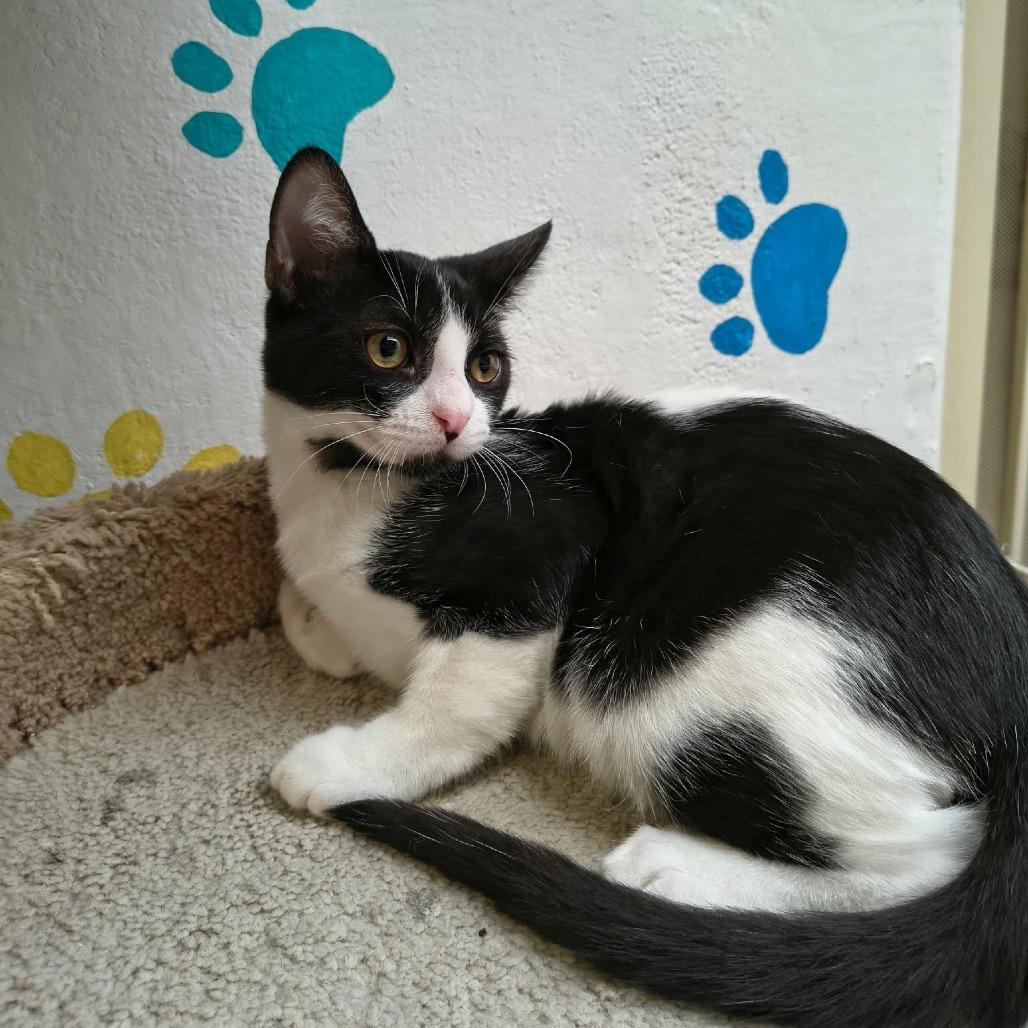 Enlarge Luke, a Adoptable Domestic Short Hair in Las Cruces, NM image 3/5