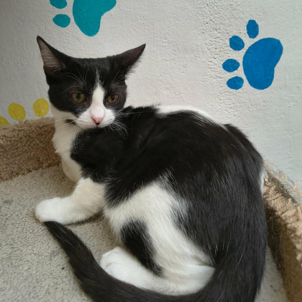 Enlarge Luke, a Adoptable Domestic Short Hair in Las Cruces, NM image 4/5
