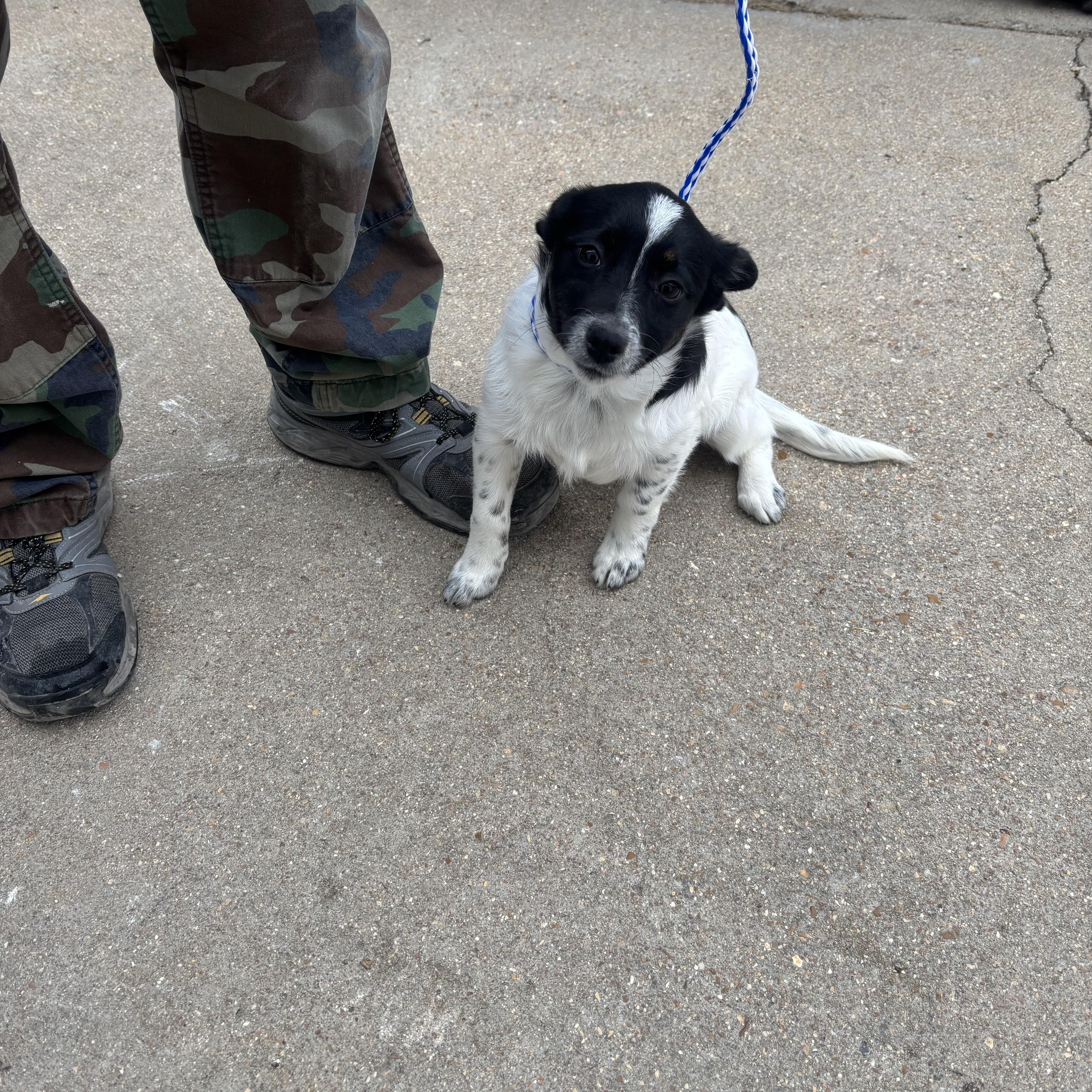 Noel, a ADOPTABLE mixed breed in Lonedell, MO image 2/5