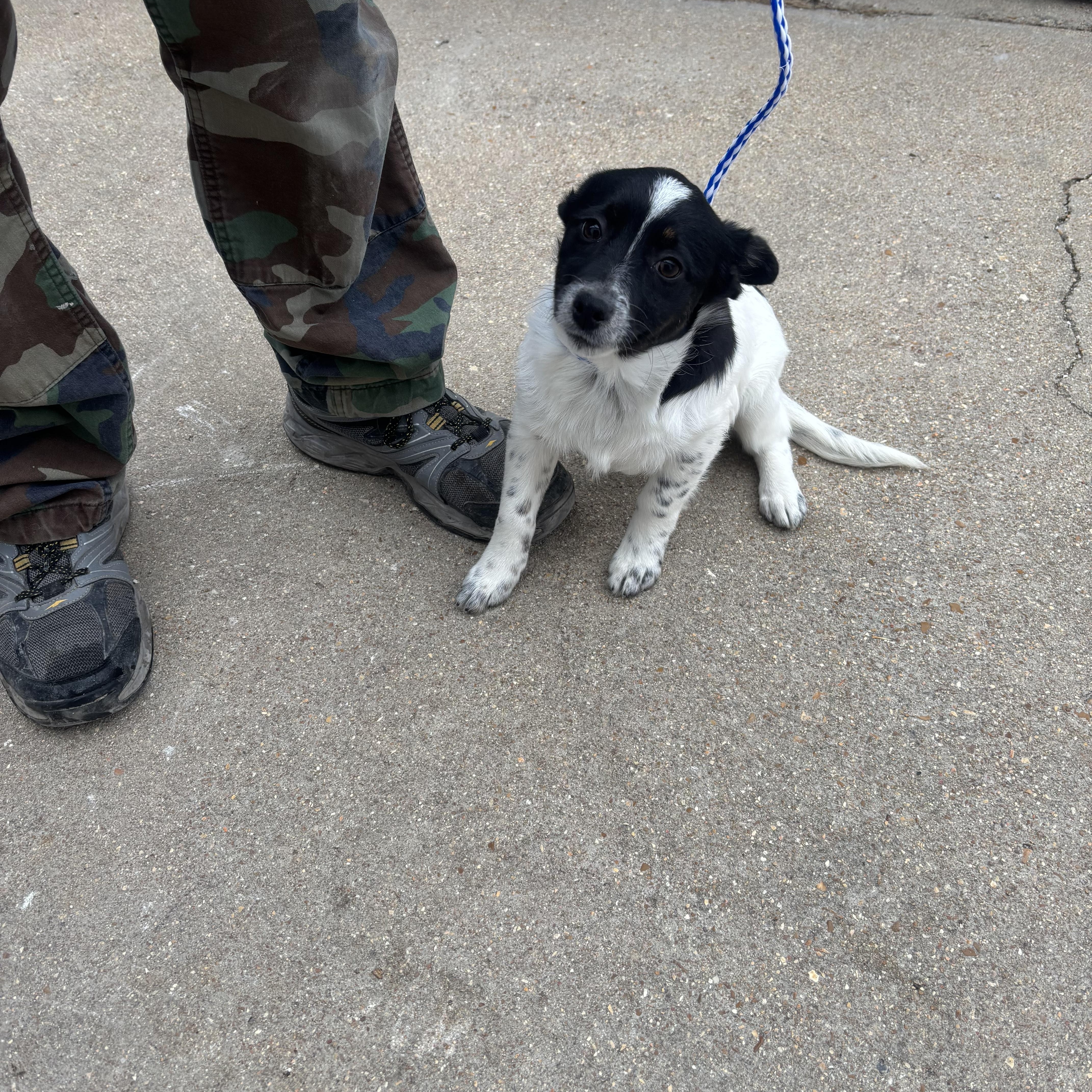 Noel, a ADOPTABLE mixed breed in Lonedell, MO image 5/5