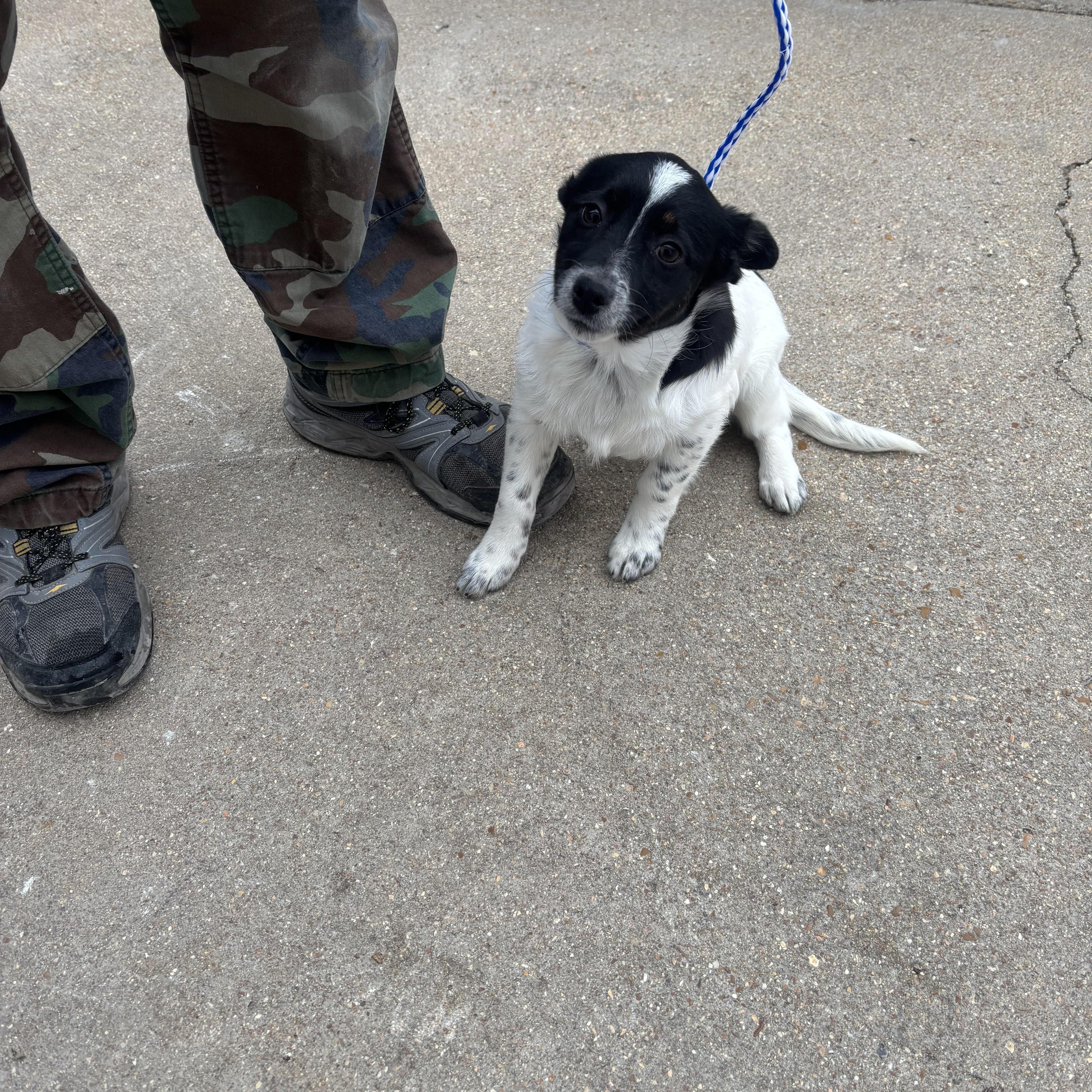 Noel, a ADOPTABLE mixed breed in Lonedell, MO image 1/5