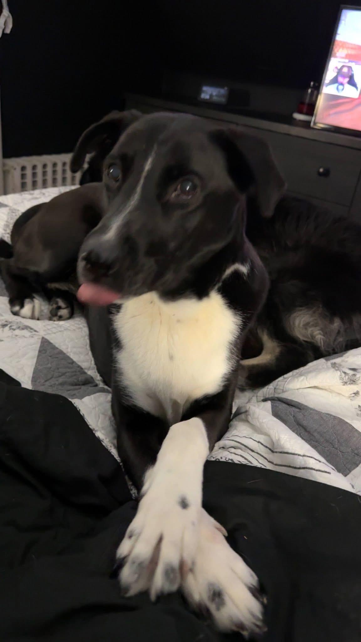 DENNY - SPONSORED FEE, Fostered in NY!!