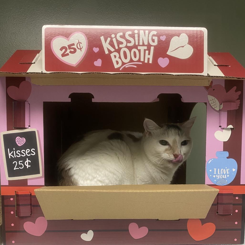 Enlarge Margo, a Adoptable Domestic Short Hair in Canastota, NY image 1/6