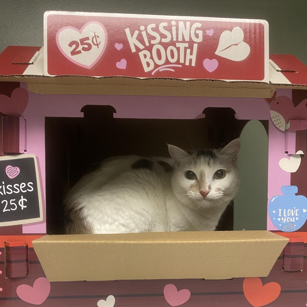 Enlarge Margo, a Adoptable Domestic Short Hair in Canastota, NY image 2/6