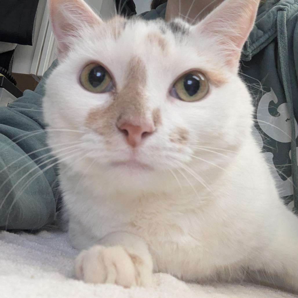 Enlarge Margo, a Adoptable Domestic Short Hair in Canastota, NY image 3/6