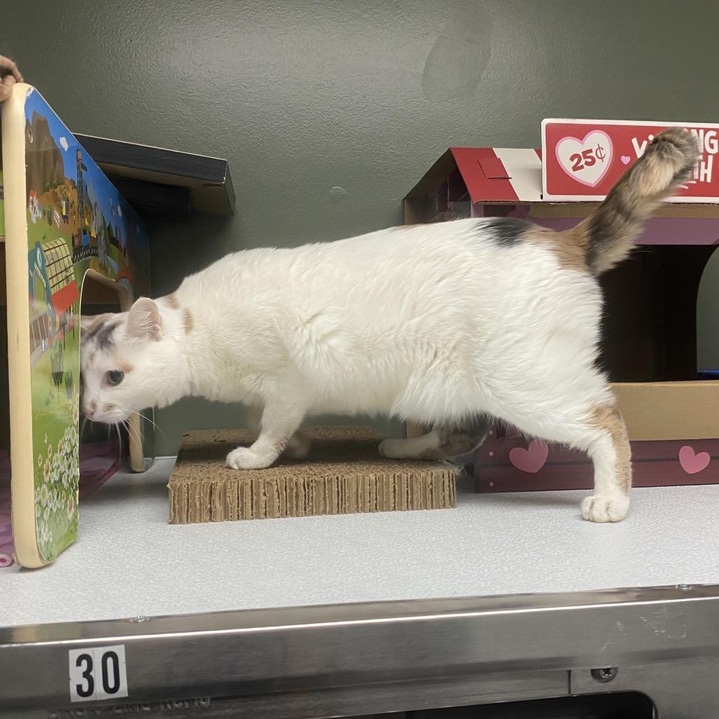 Enlarge Margo, a Adoptable Domestic Short Hair in Canastota, NY image 4/6