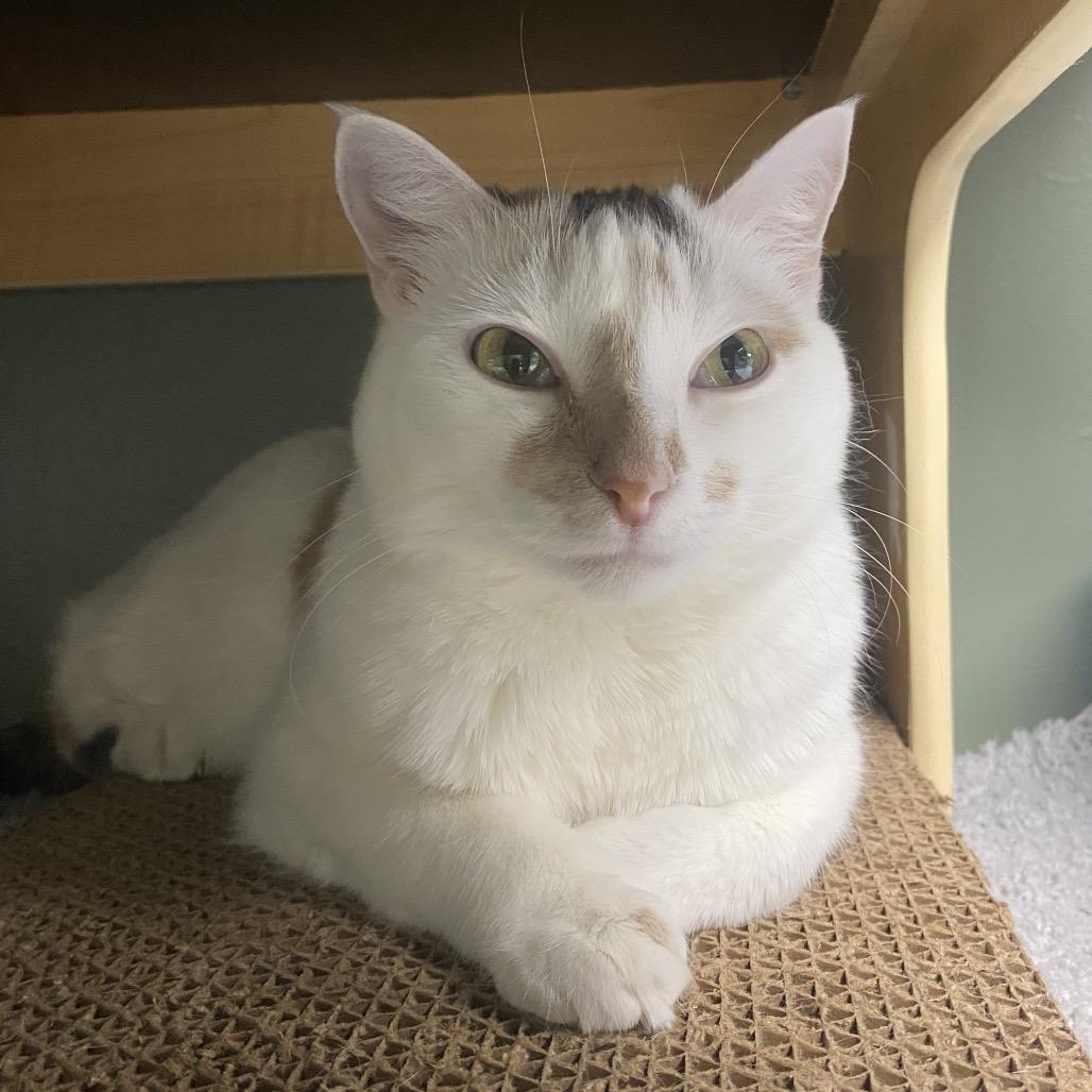 Enlarge Margo, a Adoptable Domestic Short Hair in Canastota, NY image 4/6