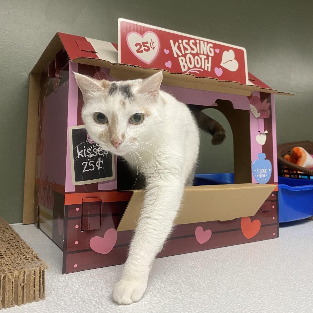 Enlarge Margo, a Adoptable Domestic Short Hair in Canastota, NY image 5/6