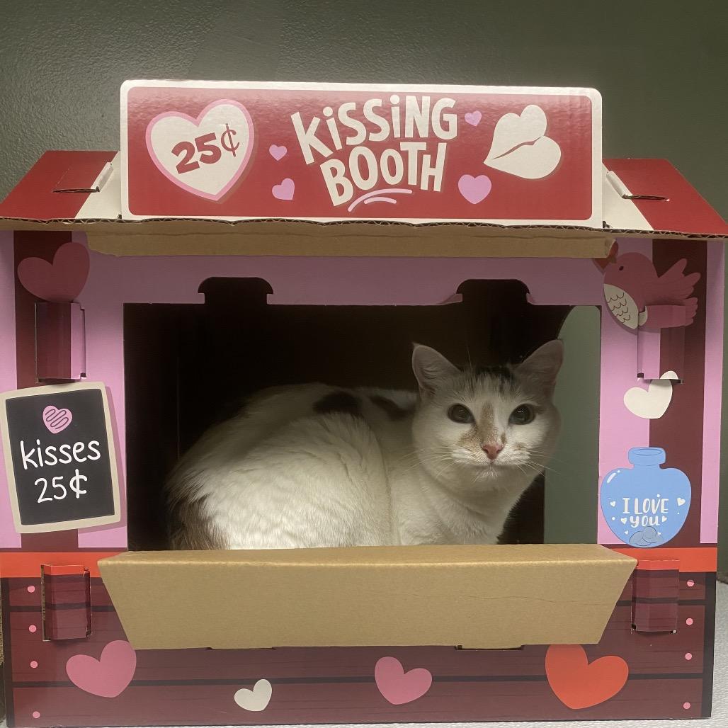 Enlarge Margo, a Adoptable Domestic Short Hair in Canastota, NY image 6/6