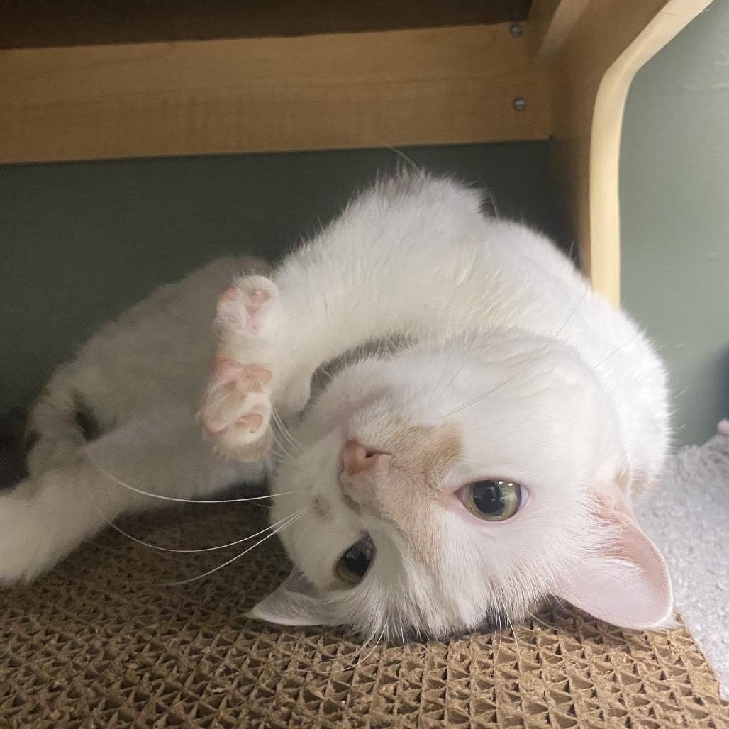 Enlarge Margo, a Adoptable Domestic Short Hair in Canastota, NY image 6/6