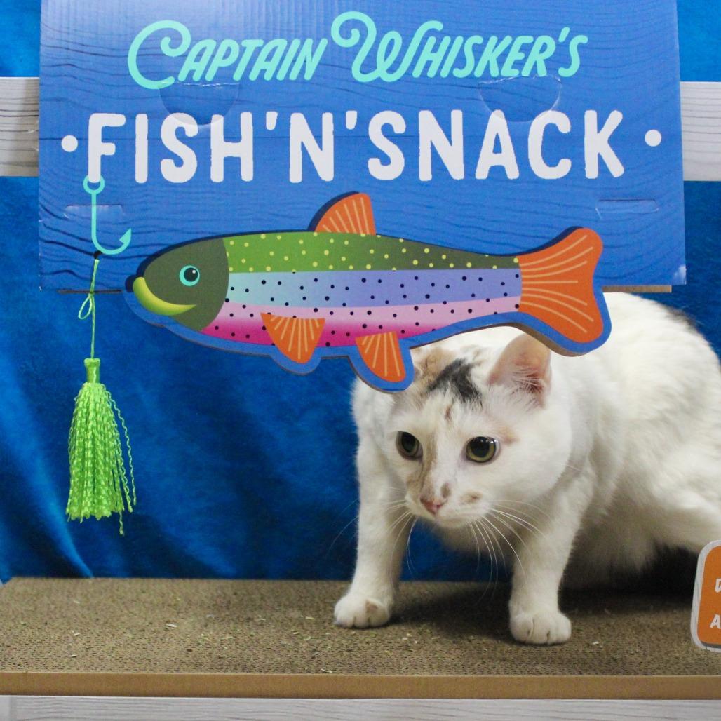 Enlarge Margo, a Adoptable Domestic Short Hair in Canastota, NY image 6/6