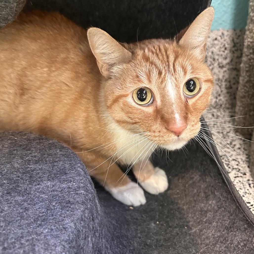 Naranja, Adoptable, Adult Male Domestic Short Hair.