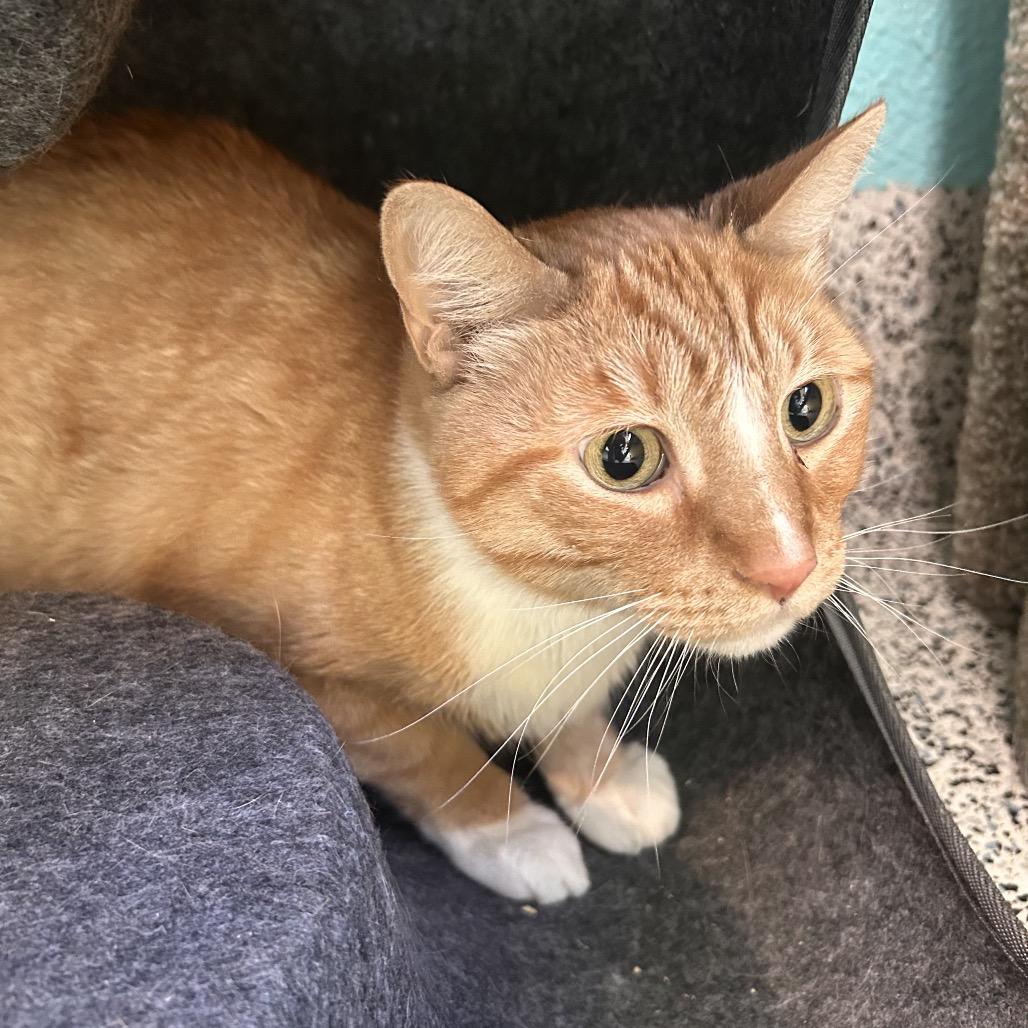 Naranja, a Adoptable Domestic Short Hair in Fresno, CA image 2/2