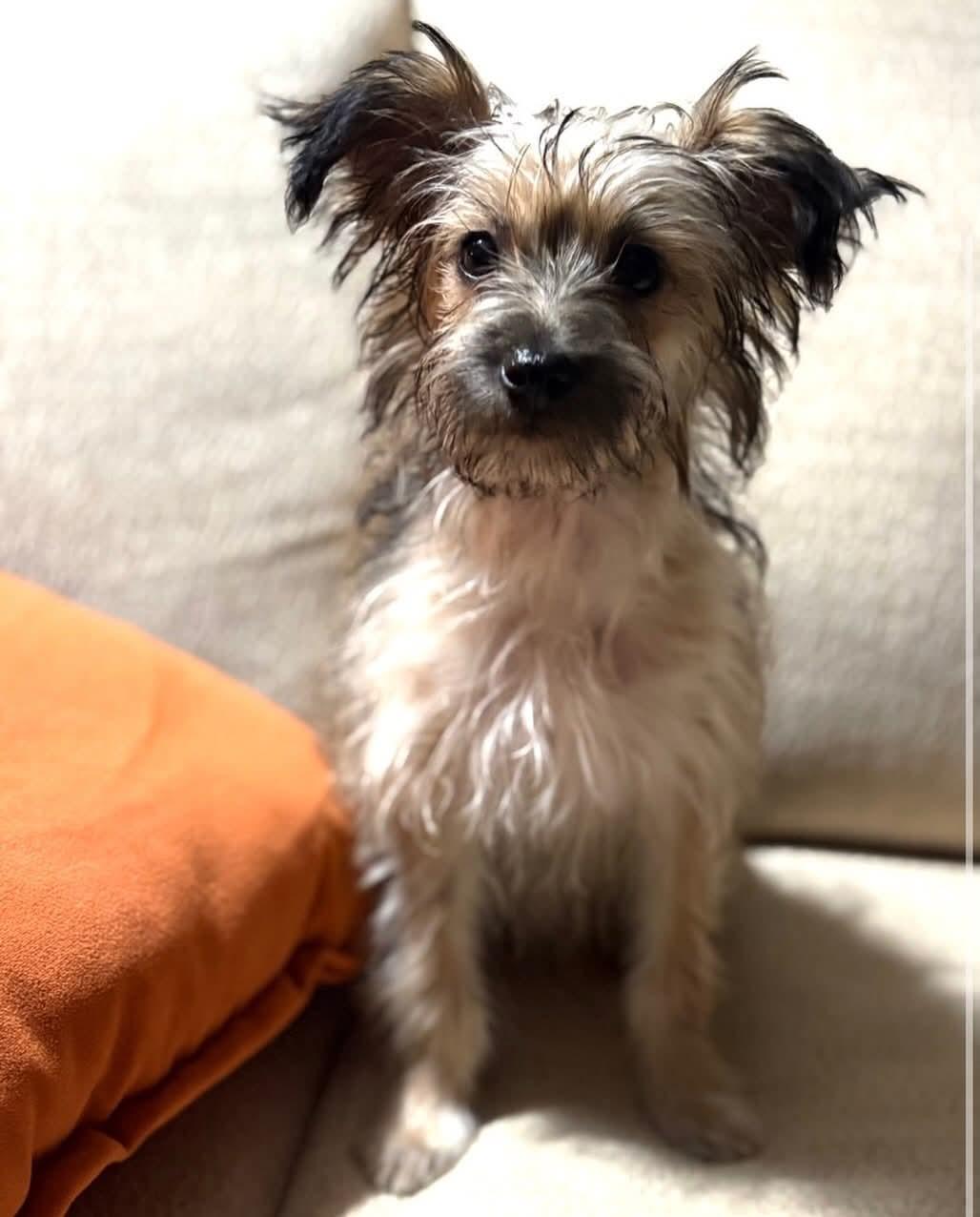Tuffy, ADOPTABLE, Puppy Male Yorkshire Terrier.
