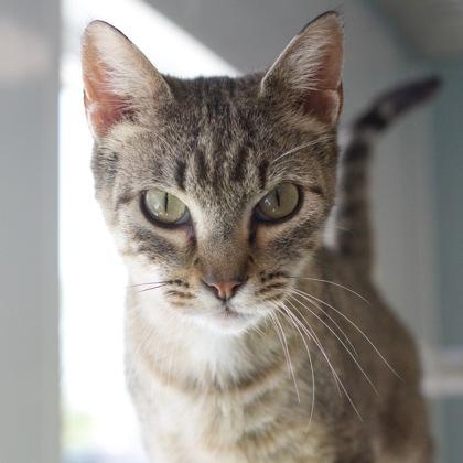 Wheat, a Adoptable mixed breed in Verona, WI image 1/3