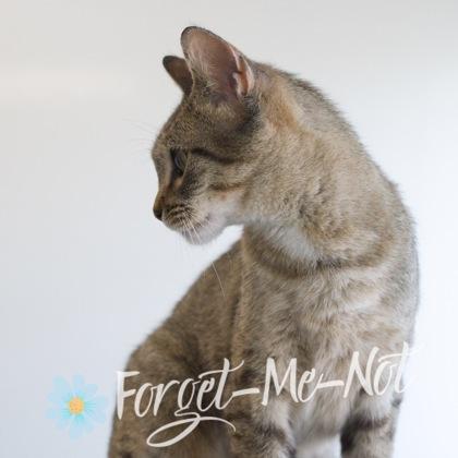 Wheat, a Adoptable mixed breed in Verona, WI image 2/3