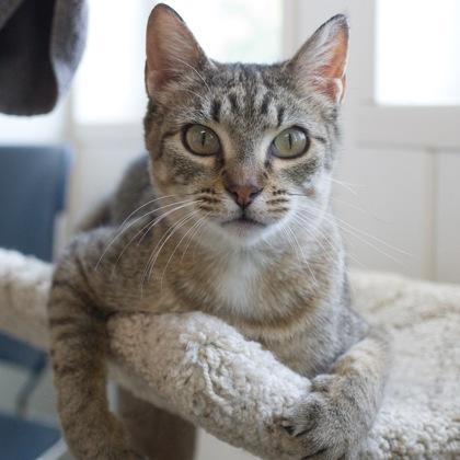 Wheat, a Adoptable mixed breed in Verona, WI image 3/3