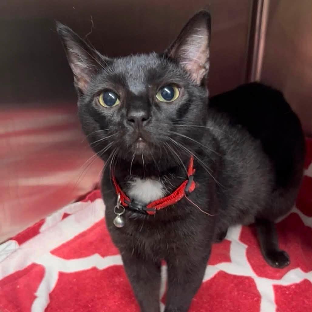 Enlarge Koa, a ADOPTABLE Domestic Short Hair in Indianapolis, IN image 2/2