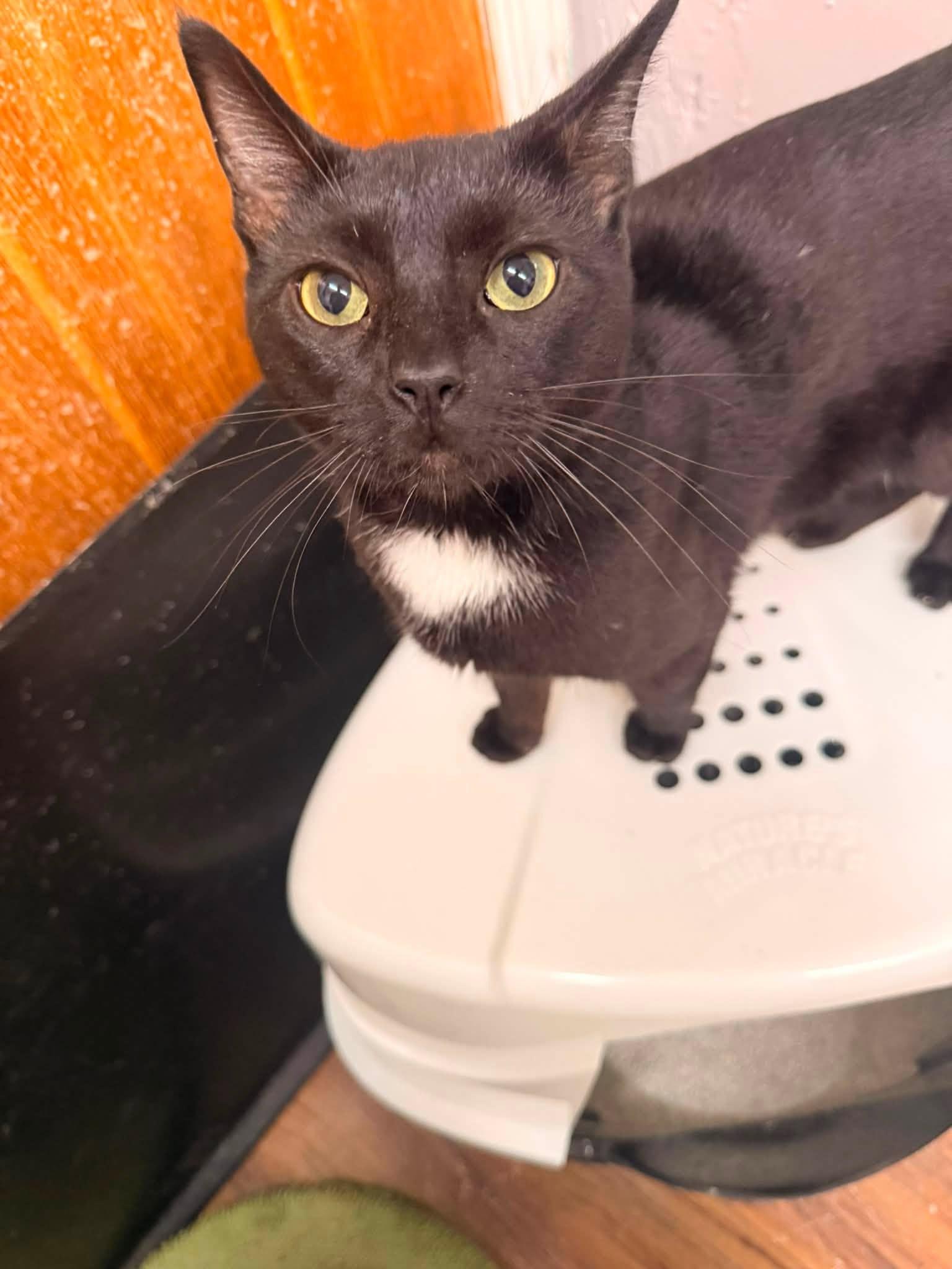 Enlarge Koa, a ADOPTABLE Domestic Short Hair in Indianapolis, IN image 1/2