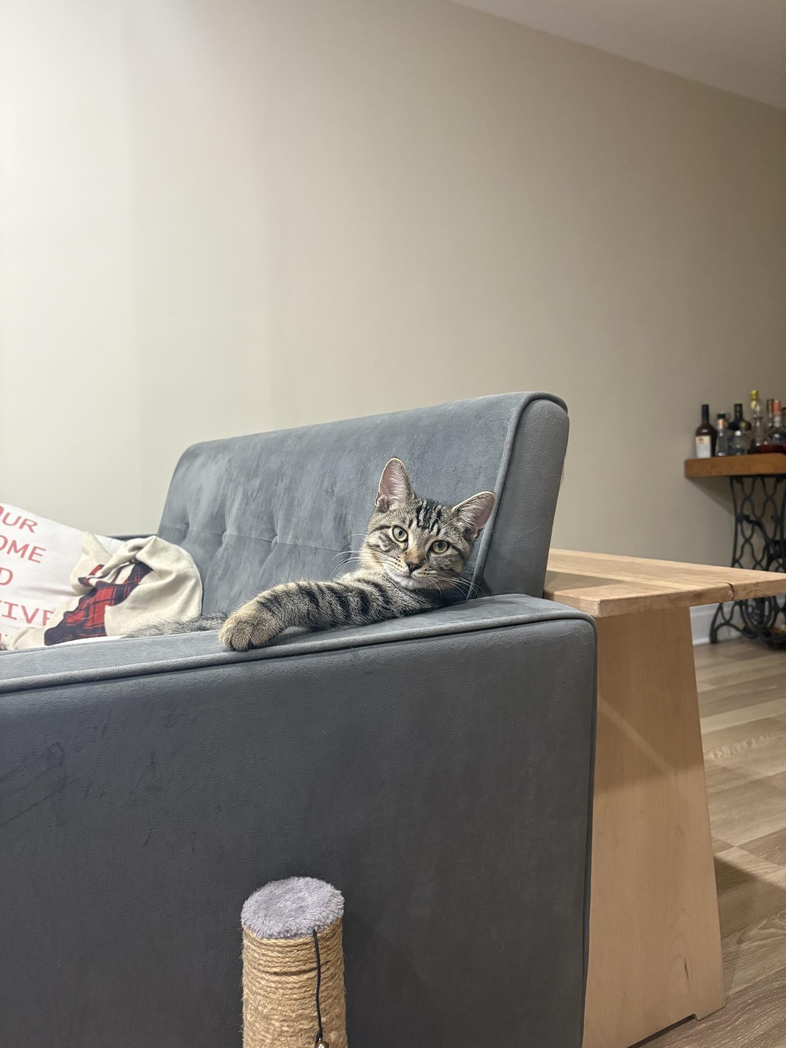 Gilligan, Adoptable, Young Male Domestic Short Hair & Tabby.