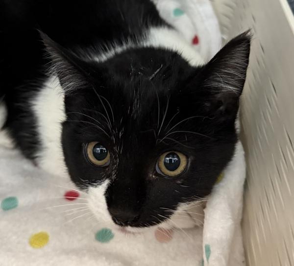 Acadia, Adoptable, Kitten Female Domestic Short Hair.