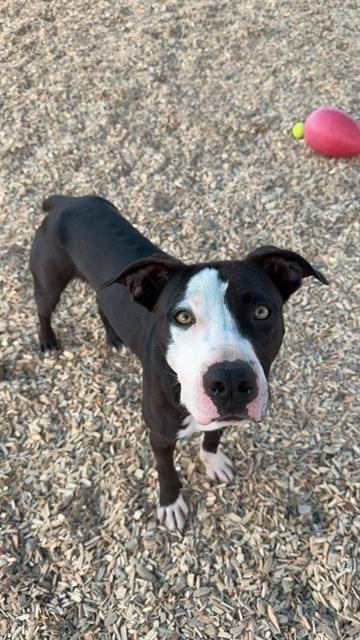 Enlarge BEAR, a Adoptable mixed breed in Albuquerque, NM image 1/1