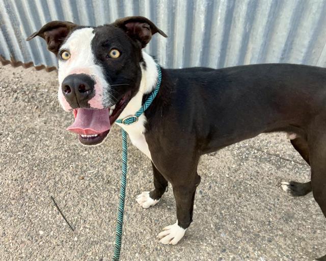 Enlarge BEAR, a Adoptable mixed breed in Albuquerque, NM image 1/1