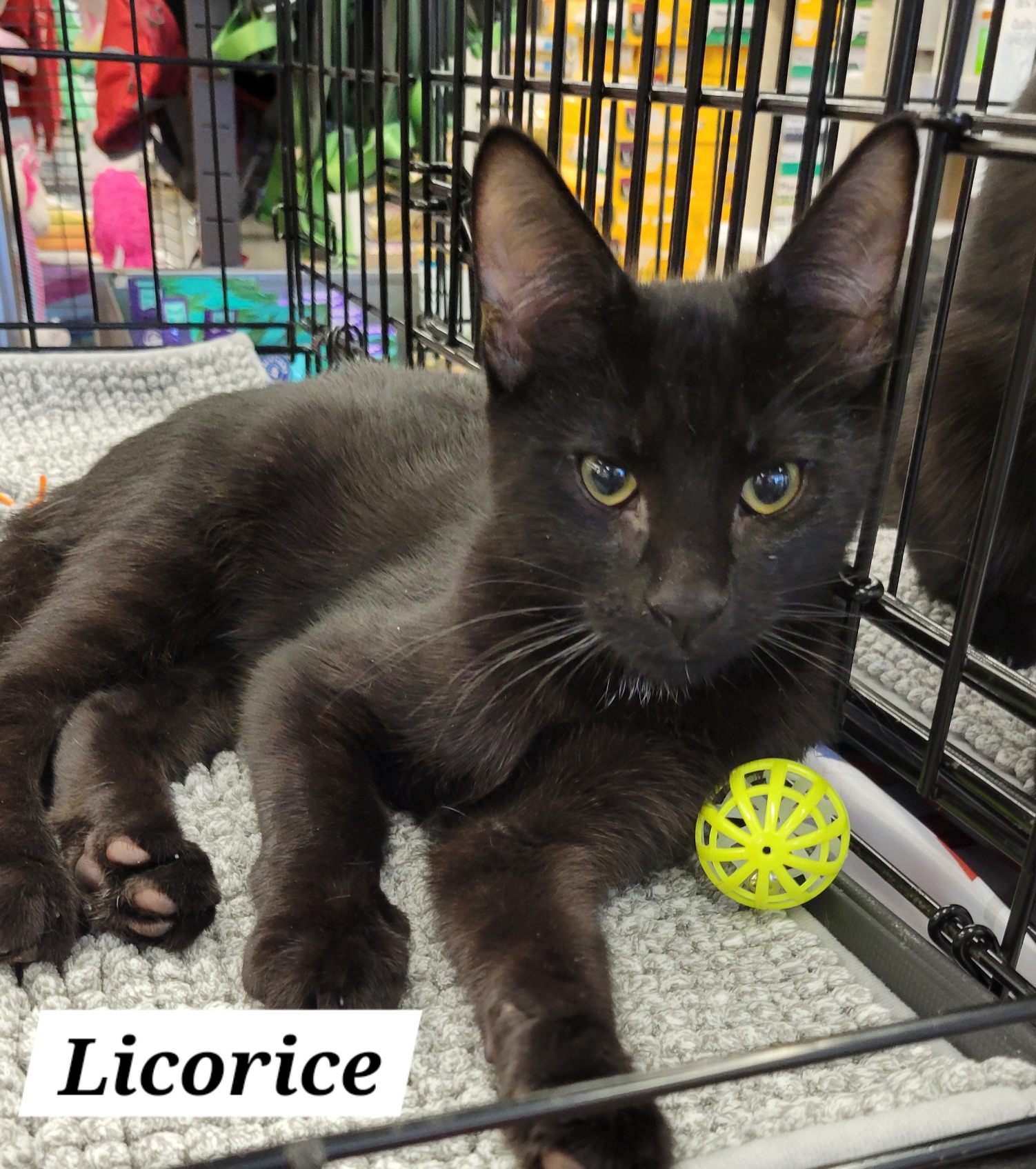 Licorice photo 2