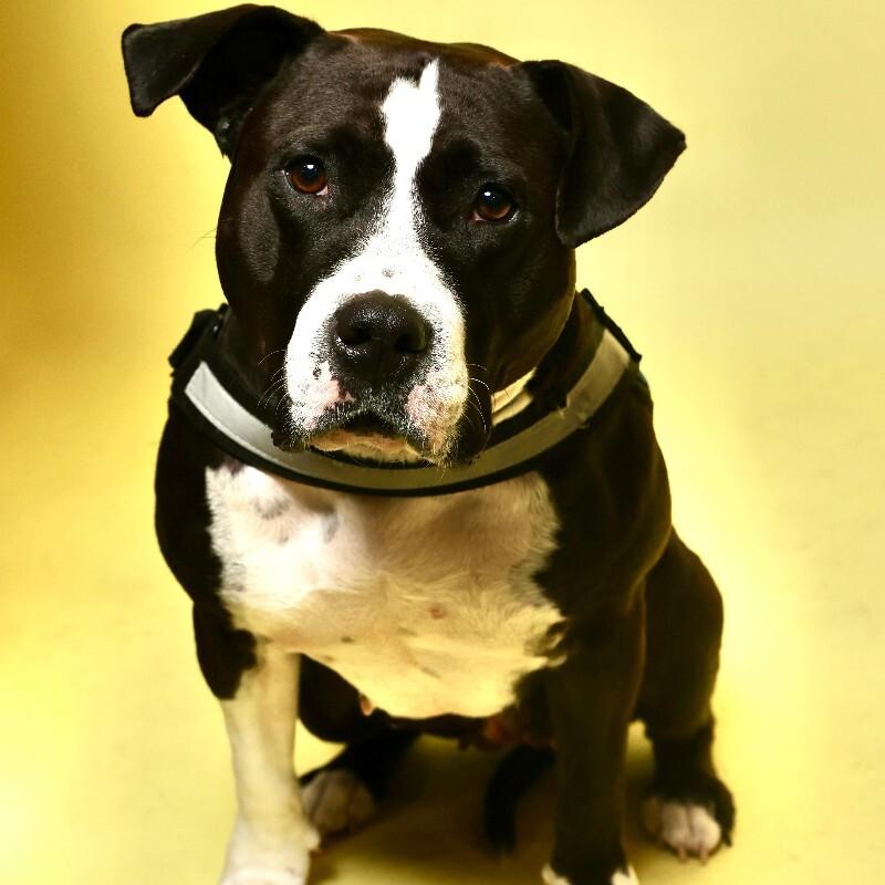 Queenie, Adoptable, Adult Female Pit Bull Terrier & Mixed Breed.