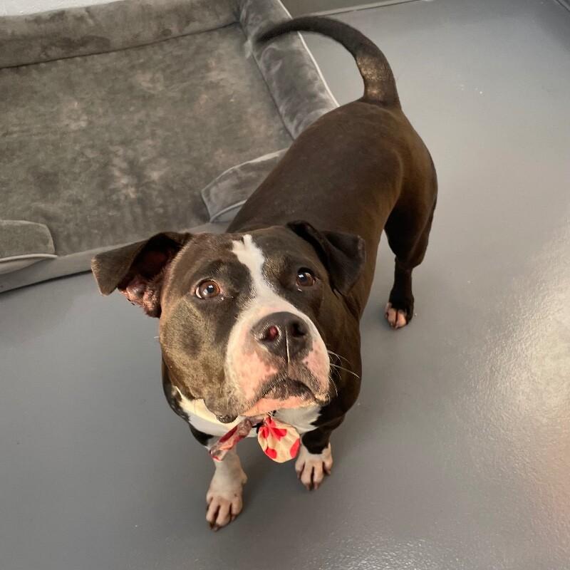 Enlarge Queenie, a Adoptable mixed breed in Roanoke, VA image 2/5