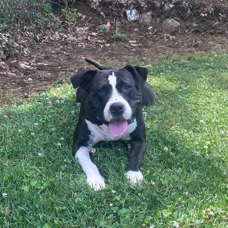 Enlarge Queenie, a Adoptable mixed breed in Roanoke, VA image 3/5