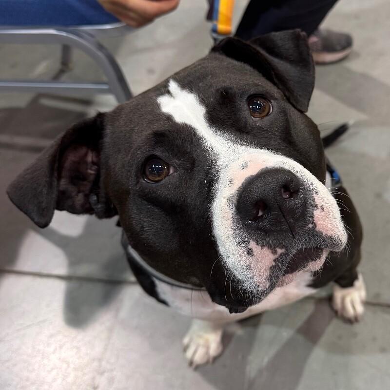 Enlarge Queenie, a Adoptable mixed breed in Roanoke, VA image 4/5