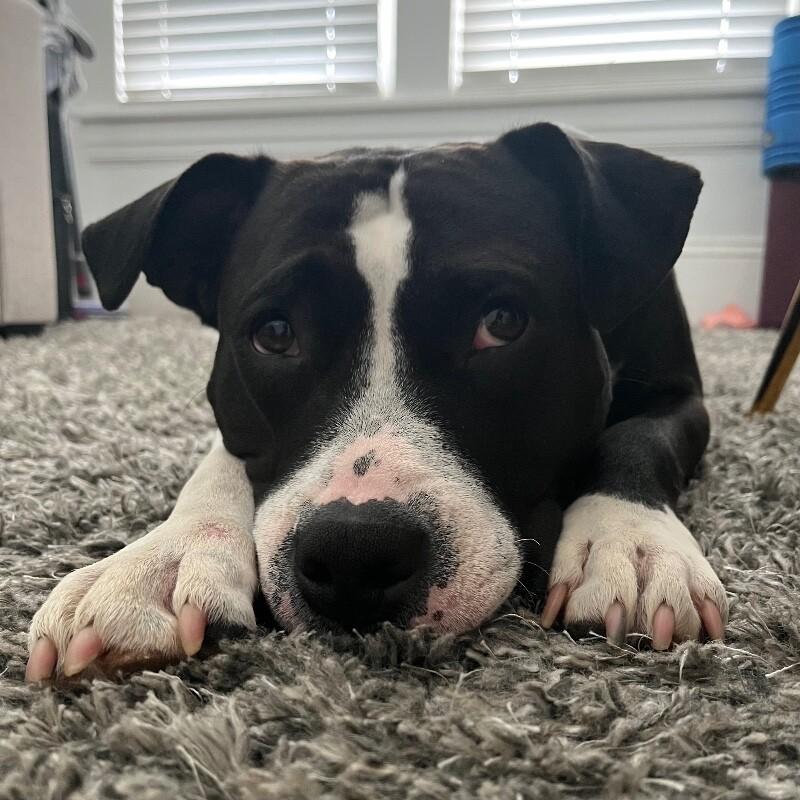 Enlarge Queenie, a Adoptable mixed breed in Roanoke, VA image 5/5