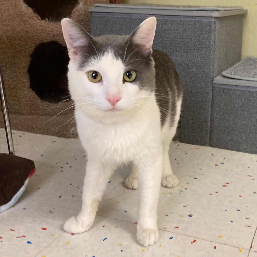 Felix — thumbnail 2