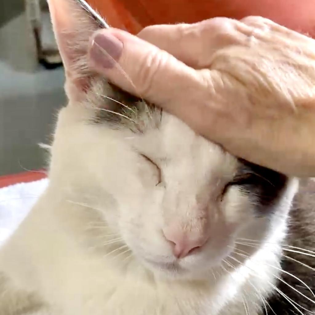 Felix — thumbnail 4