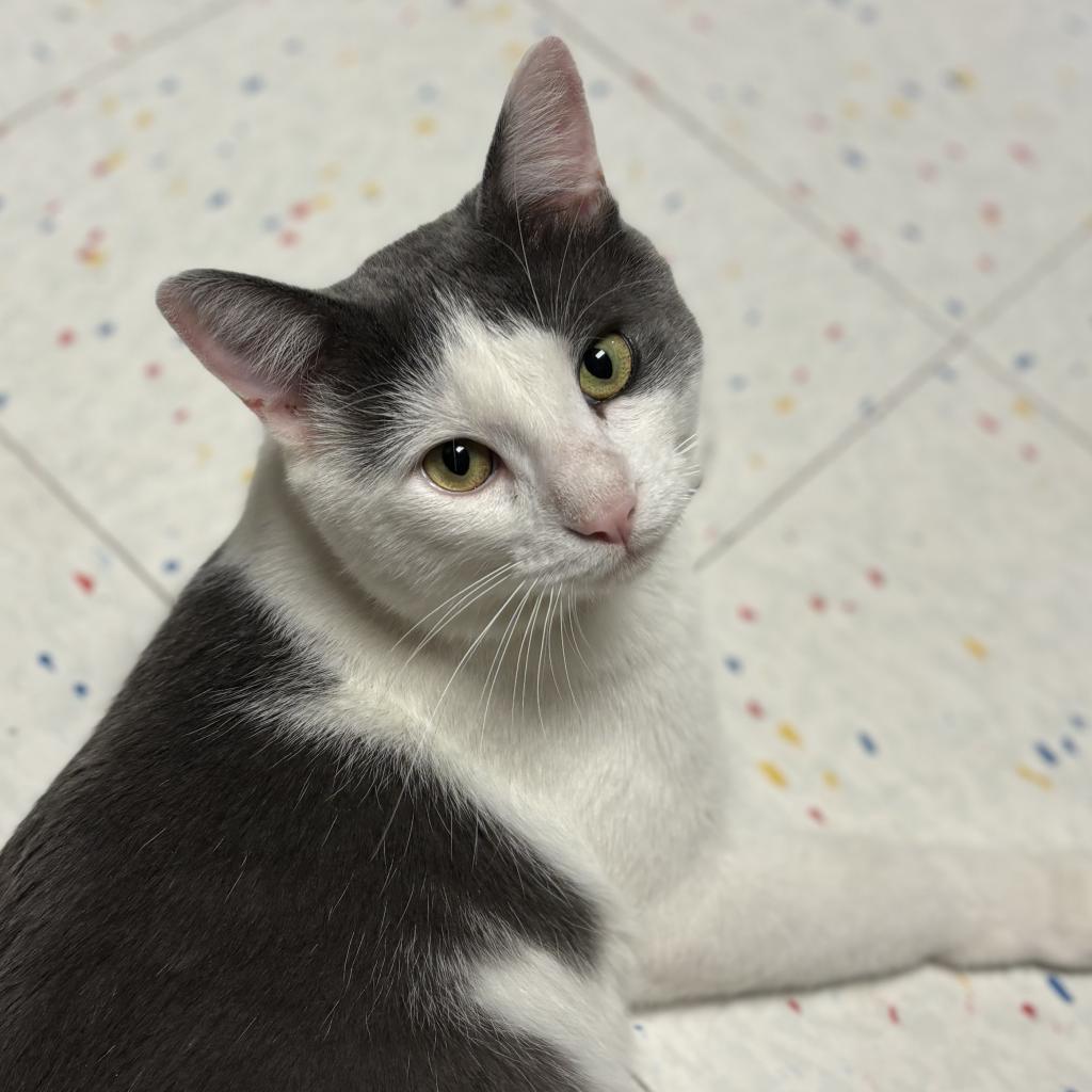 Felix — thumbnail 5