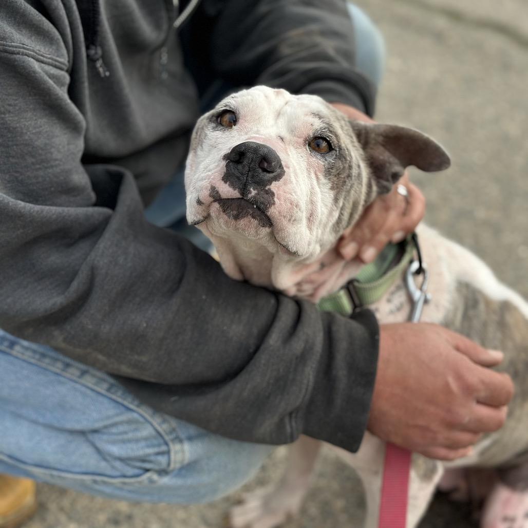 Cotton, Adoptable, Adult Female American Staffordshire Terrier.