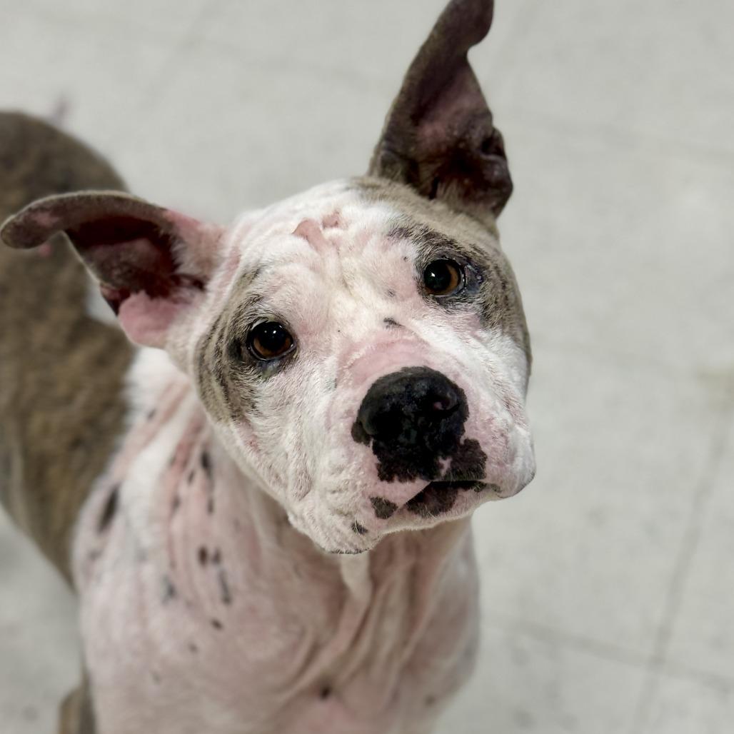 Enlarge Cotton, a Adoptable American Staffordshire Terrier in Fresno, CA image 3/6