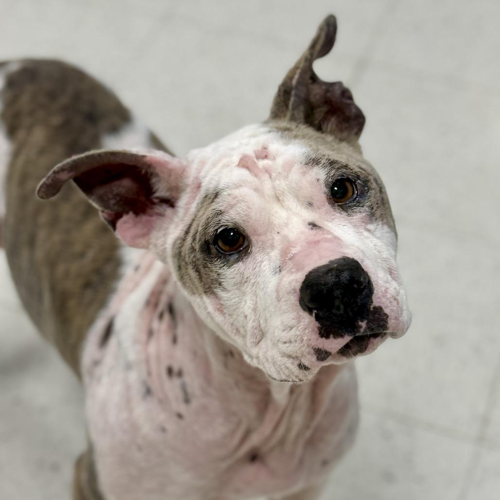 Enlarge Cotton, a Adoptable American Staffordshire Terrier in Fresno, CA image 4/6