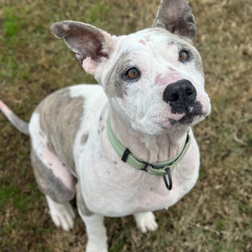 Enlarge Cotton, a Adoptable American Staffordshire Terrier in Fresno, CA image 5/6