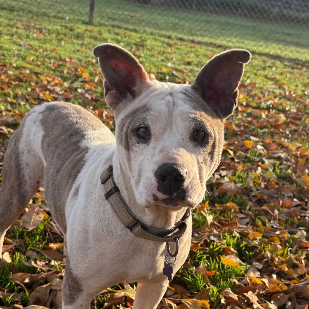 Enlarge Cotton, a Adoptable American Staffordshire Terrier in Fresno, CA image 6/6