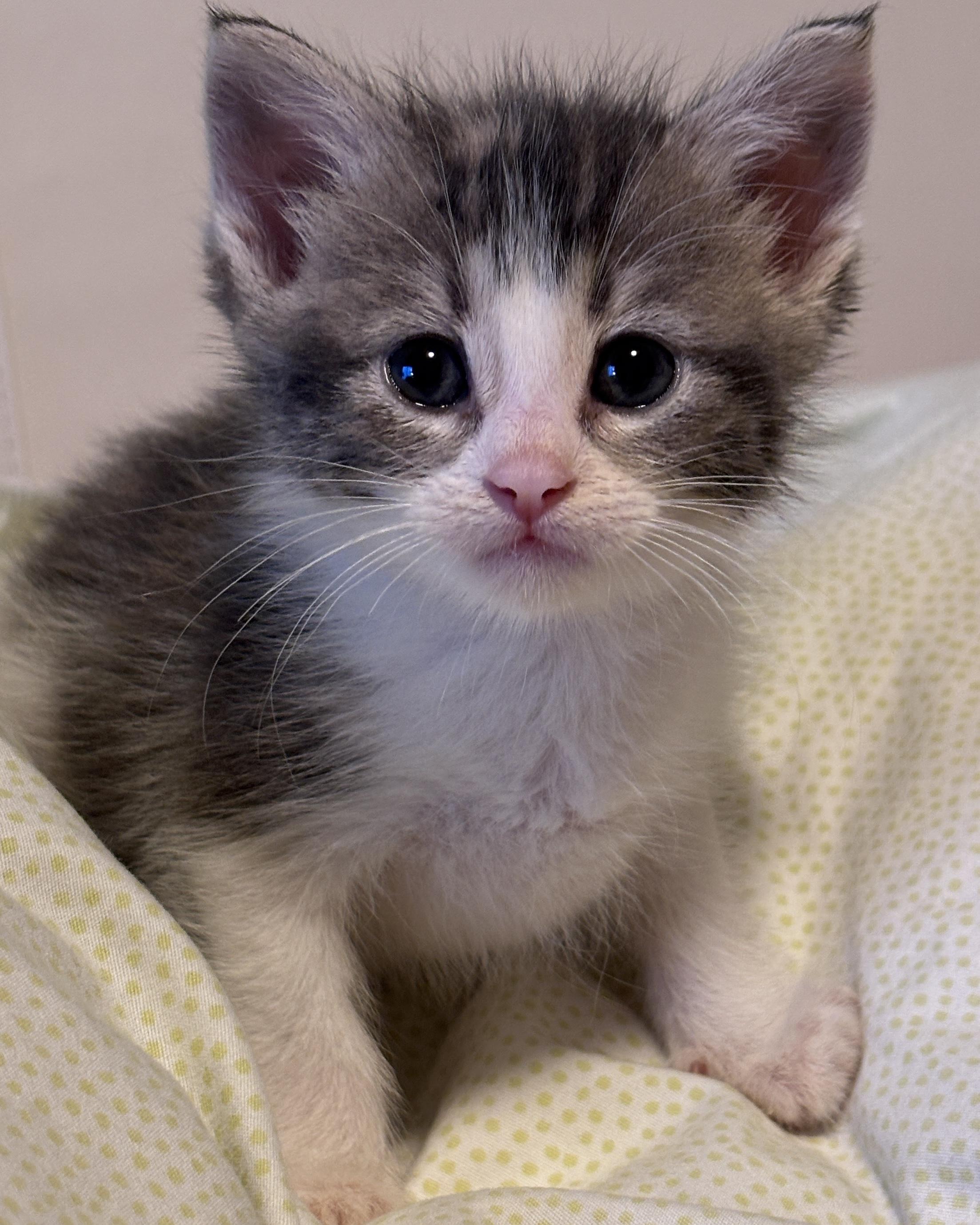 Riesling, Adoptable, Kitten Female Domestic Short Hair.