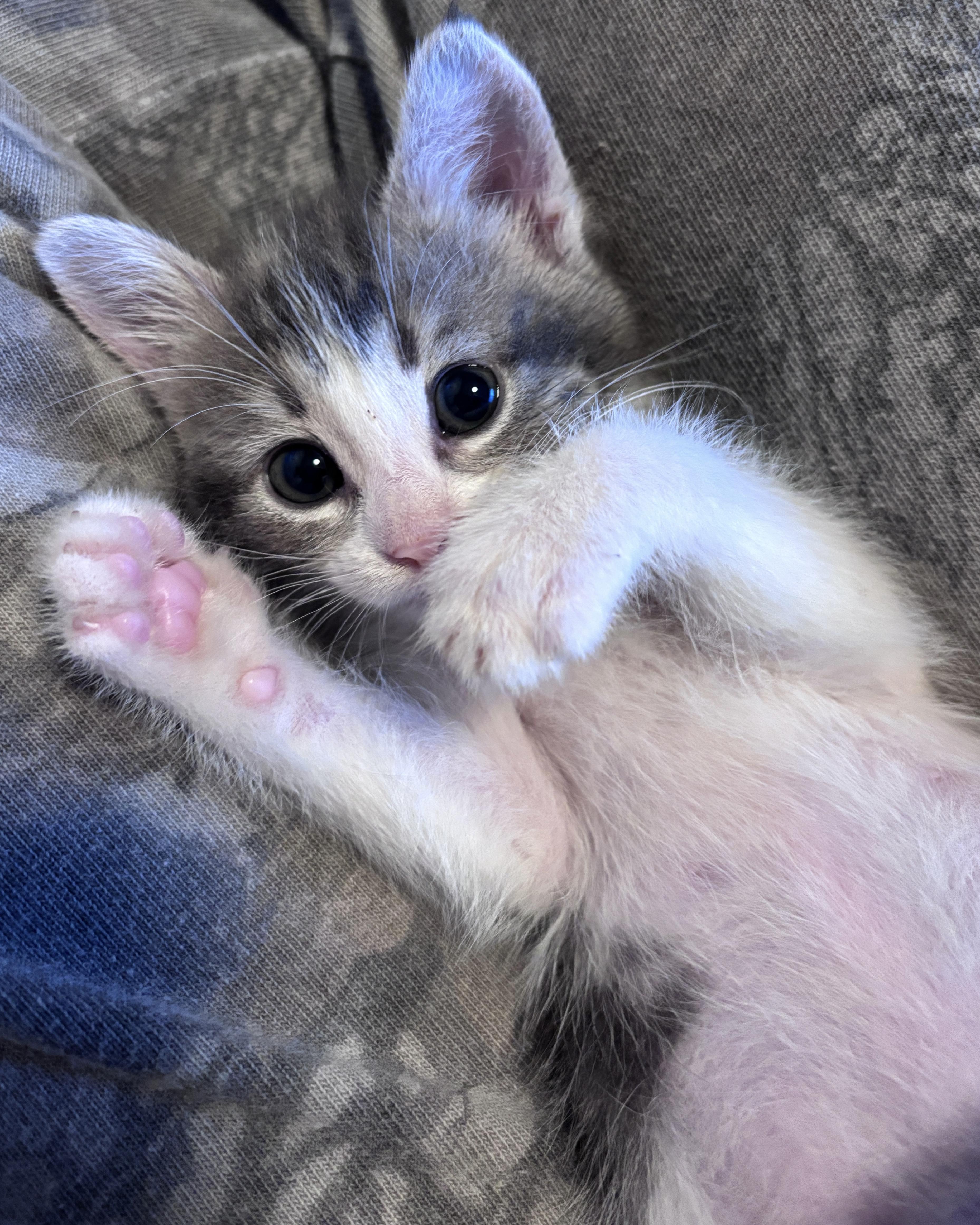 Riesling, a Adoptable Domestic Short Hair in San Francisco, CA image 2/6