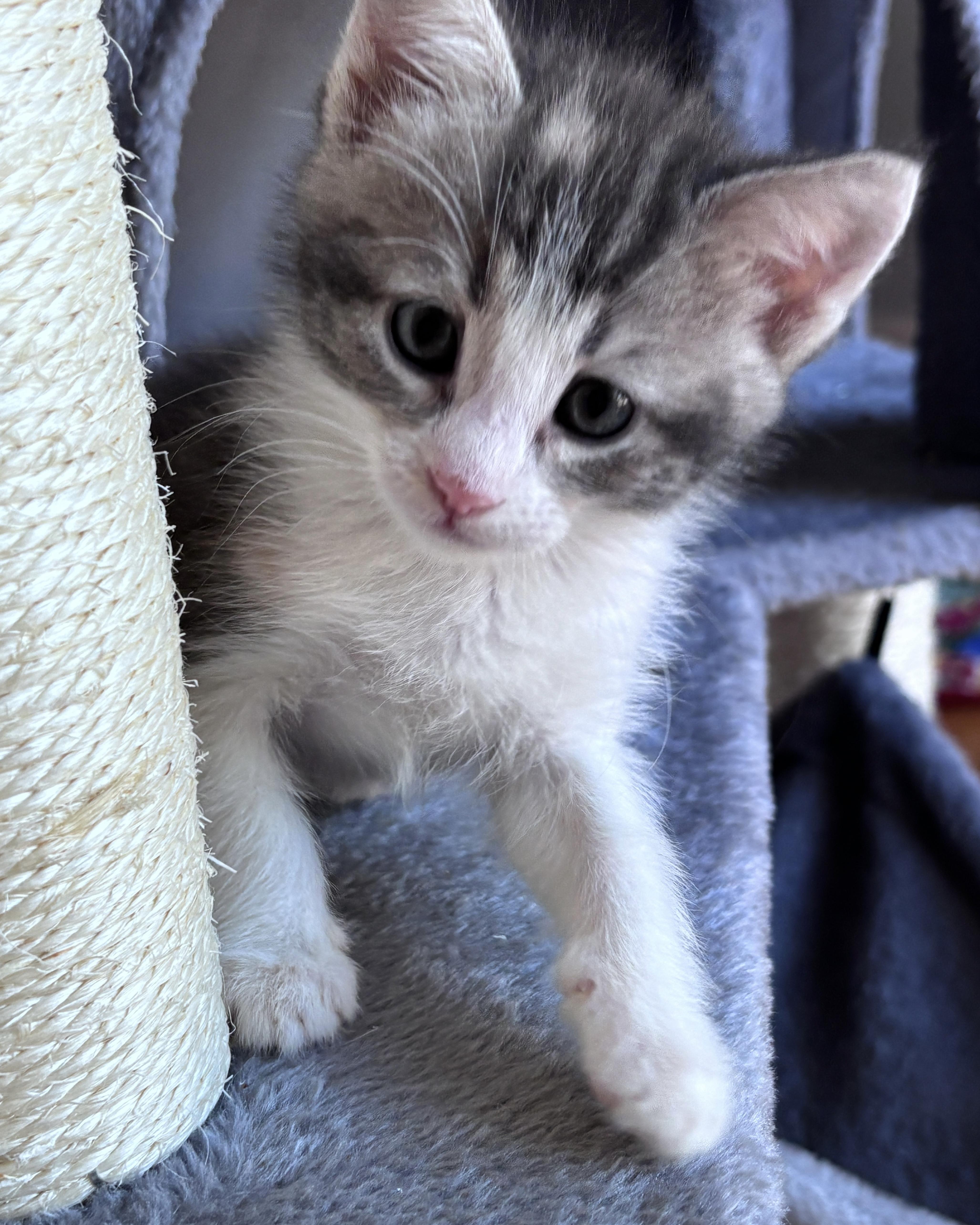Riesling, a Adoptable Domestic Short Hair in San Francisco, CA image 3/6